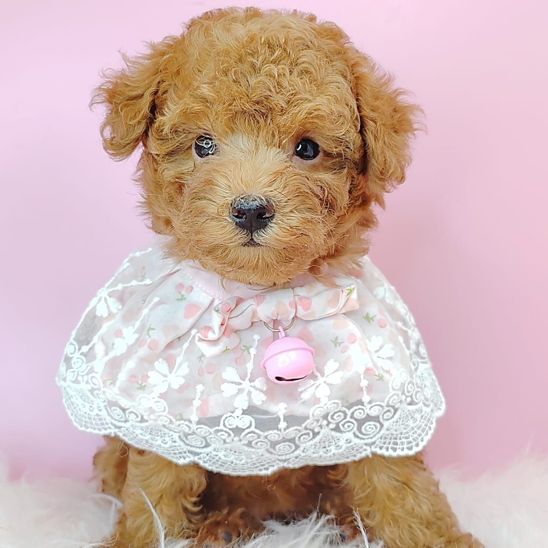 Poodle 娉拌开璐靛
