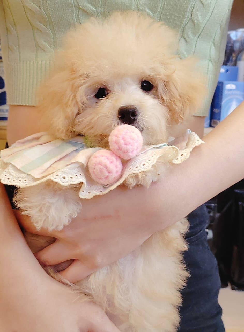 Maltipoo 马尔泰迪
