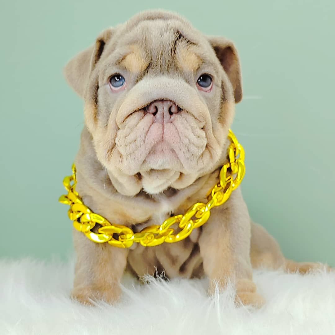English Bulldog 英斗