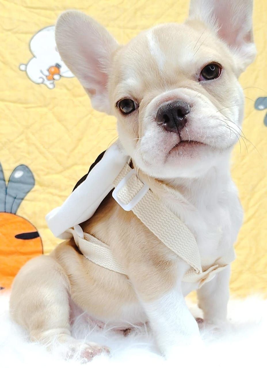 French Bulldog 法斗