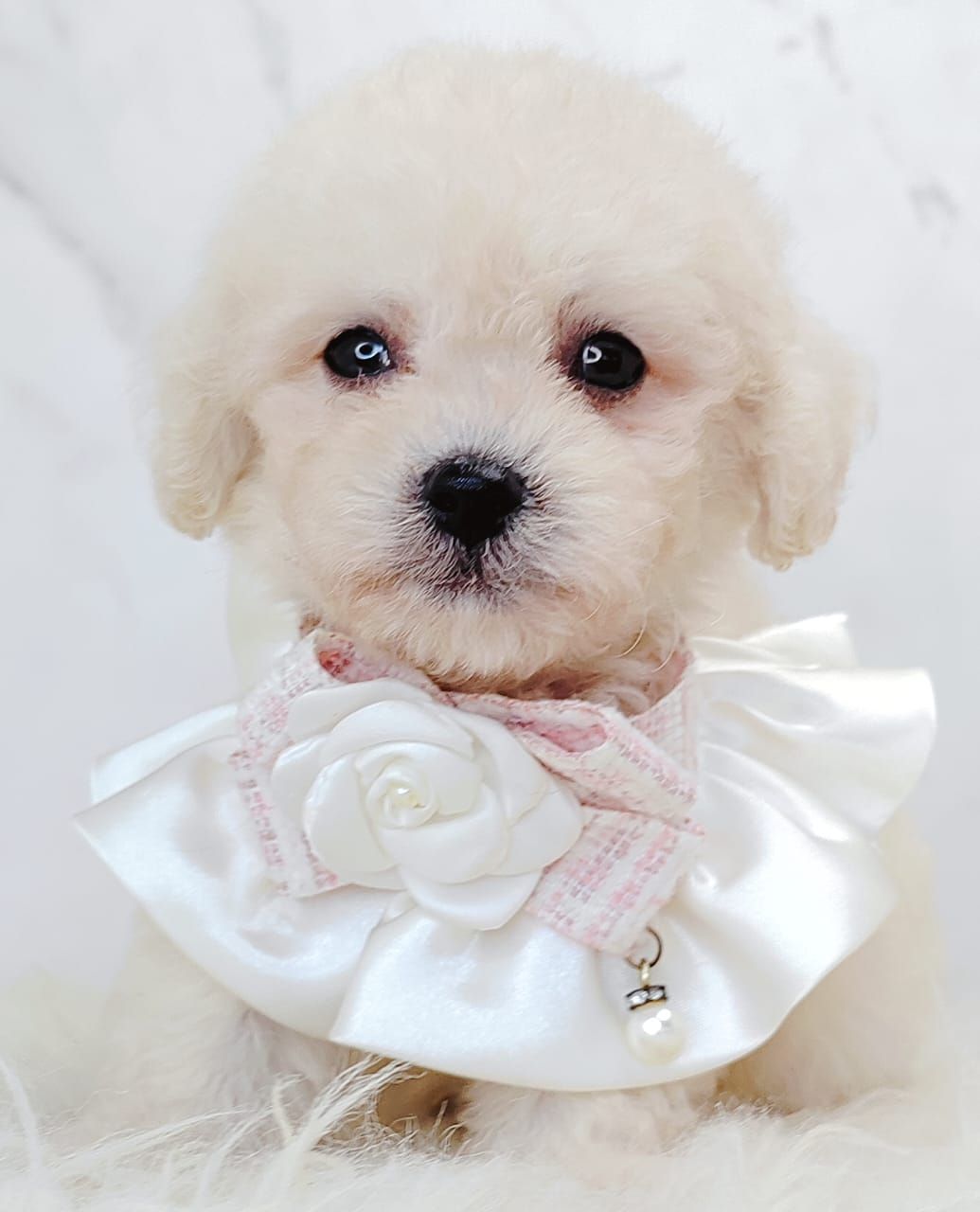 Poodle 璐靛娉拌开