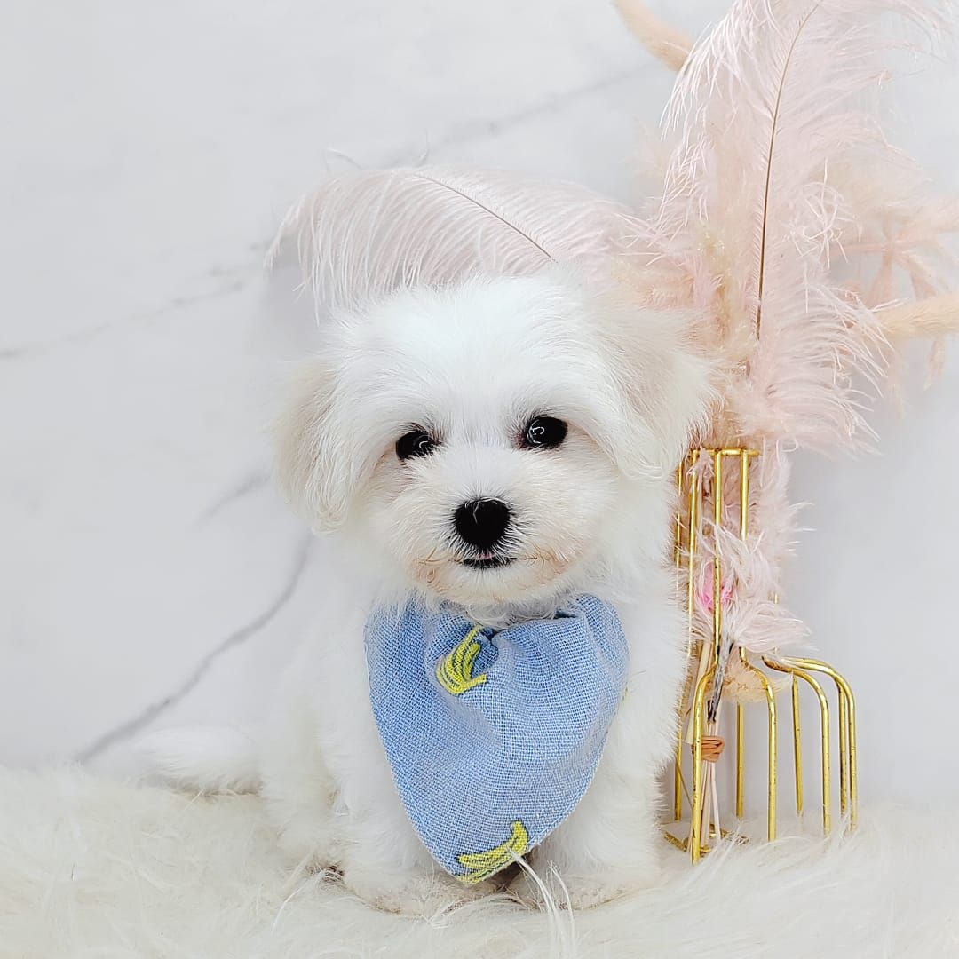 Maltipoo 马尔泰迪