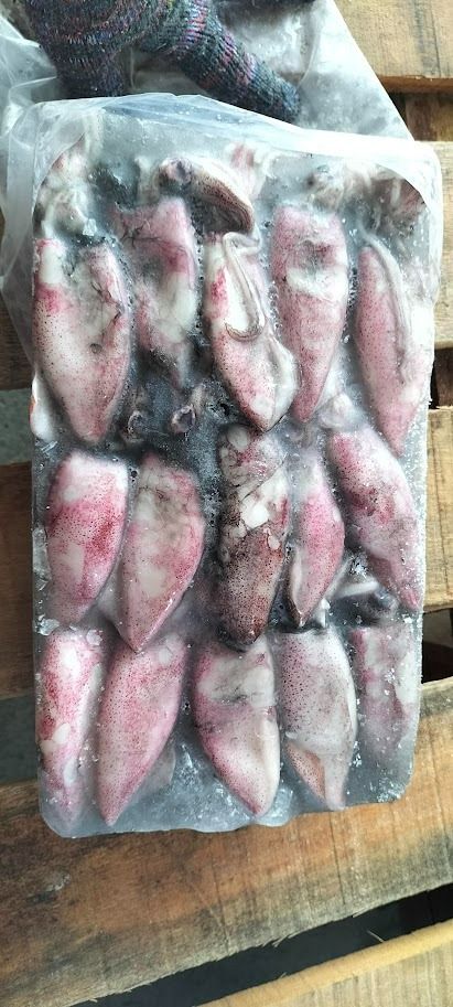 Frozen Sotong 20/40 (Squid) Supplier Malaysia | Cheong Vege