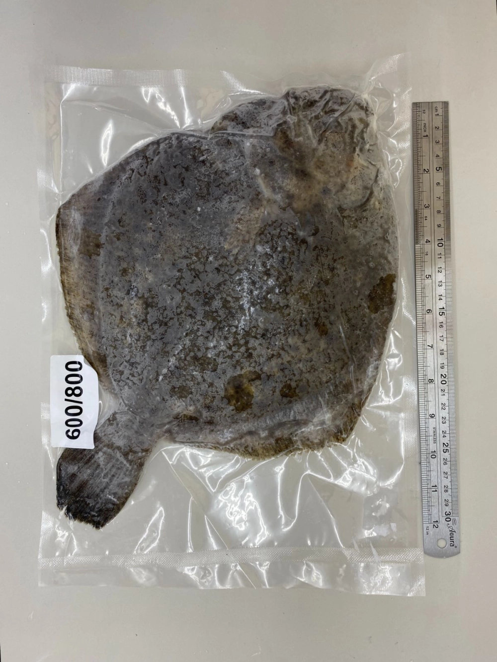 TURBOT FISH WHOLE CLEAN 600/800 GM/PC(10KG/CTN;IQF VP;10% GLAZING) KL ...