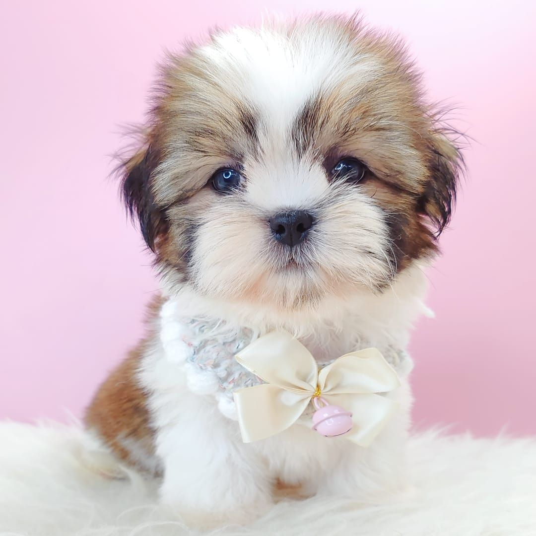 Shih Tzu 西施