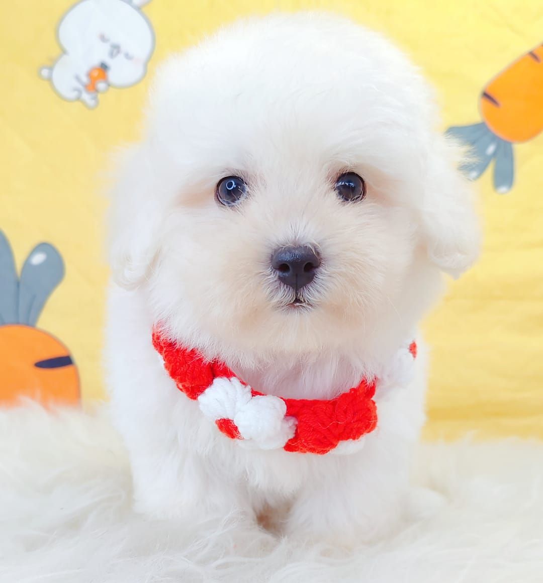 Bichon 比熊