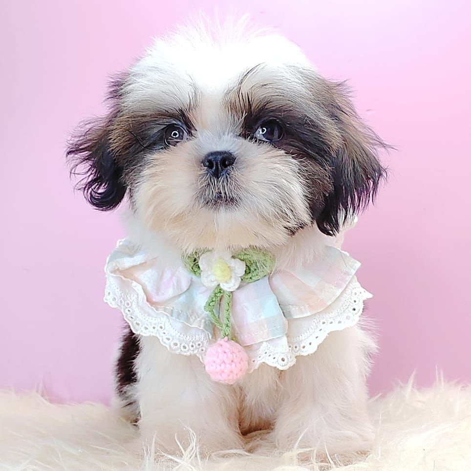 Shih Tzu 西施