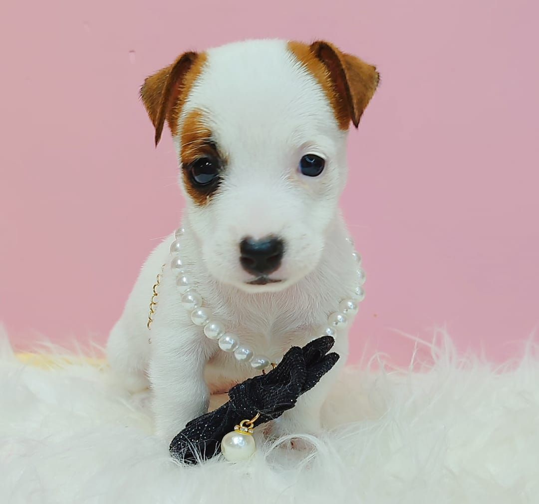 Jack Russell Terrier 杰克罗素梗