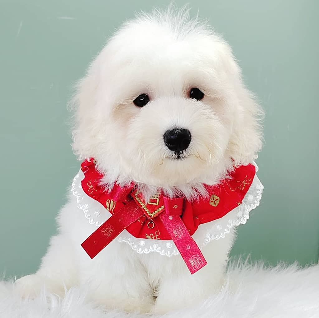 Maltipoo 马尔泰迪