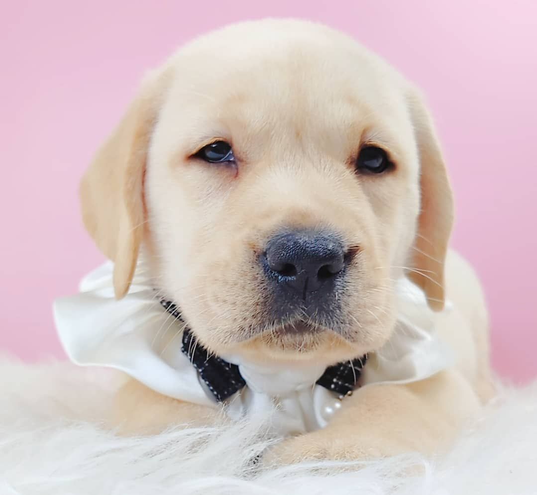 Labrador Retriever 拉布拉多