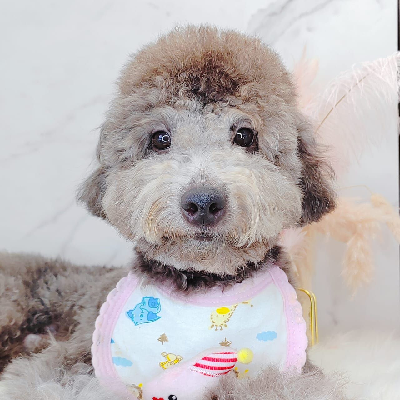 Poodle 娉拌开璐靛