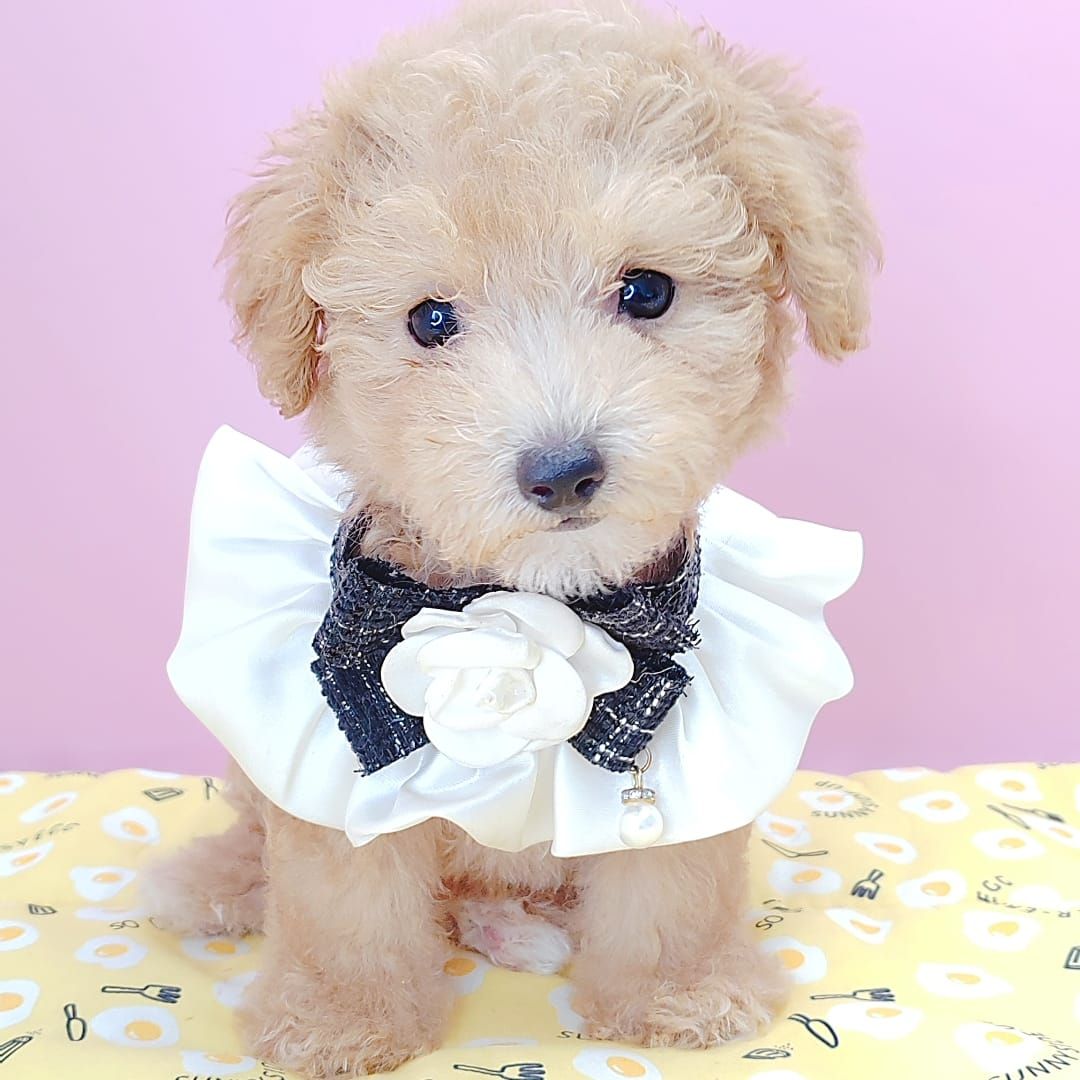 Poodle 娉拌开璐靛