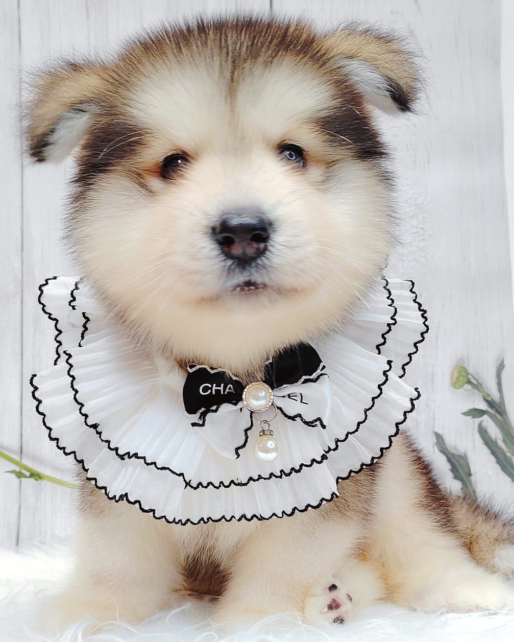 Alaskan Malamute 长毛哈士奇加阿拉斯加