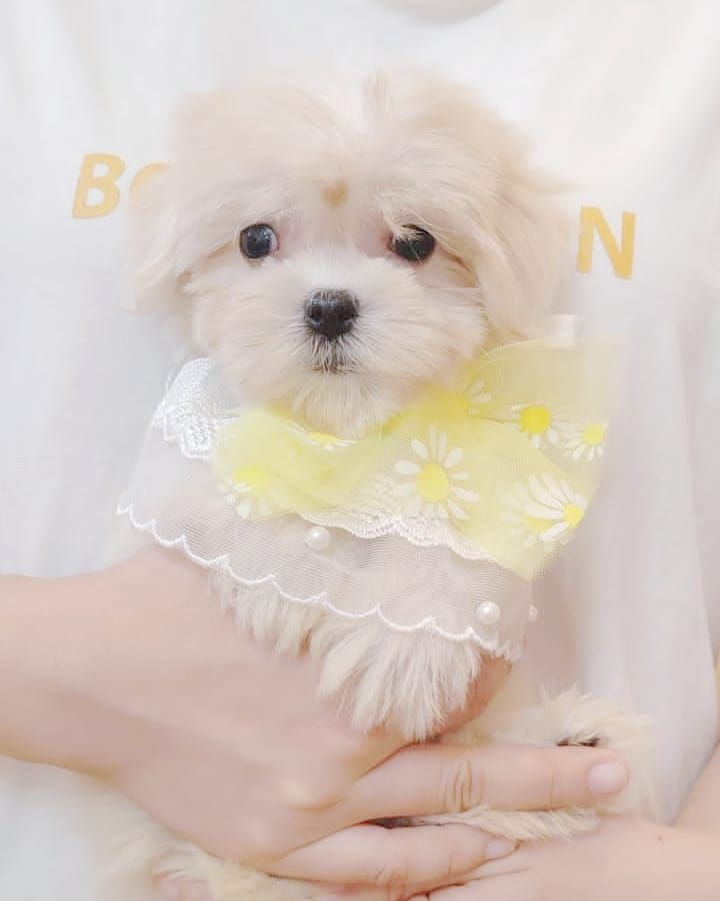 Maltese 马尔济斯