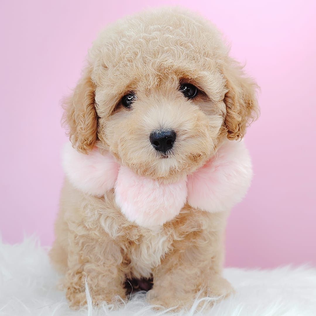 Poodle 璐靛娉拌开