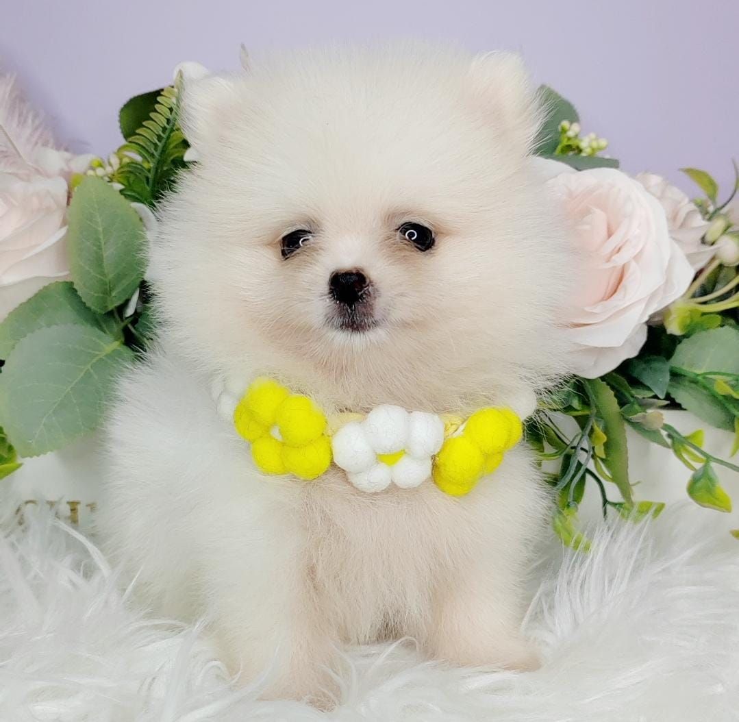  Pomeranian 博美