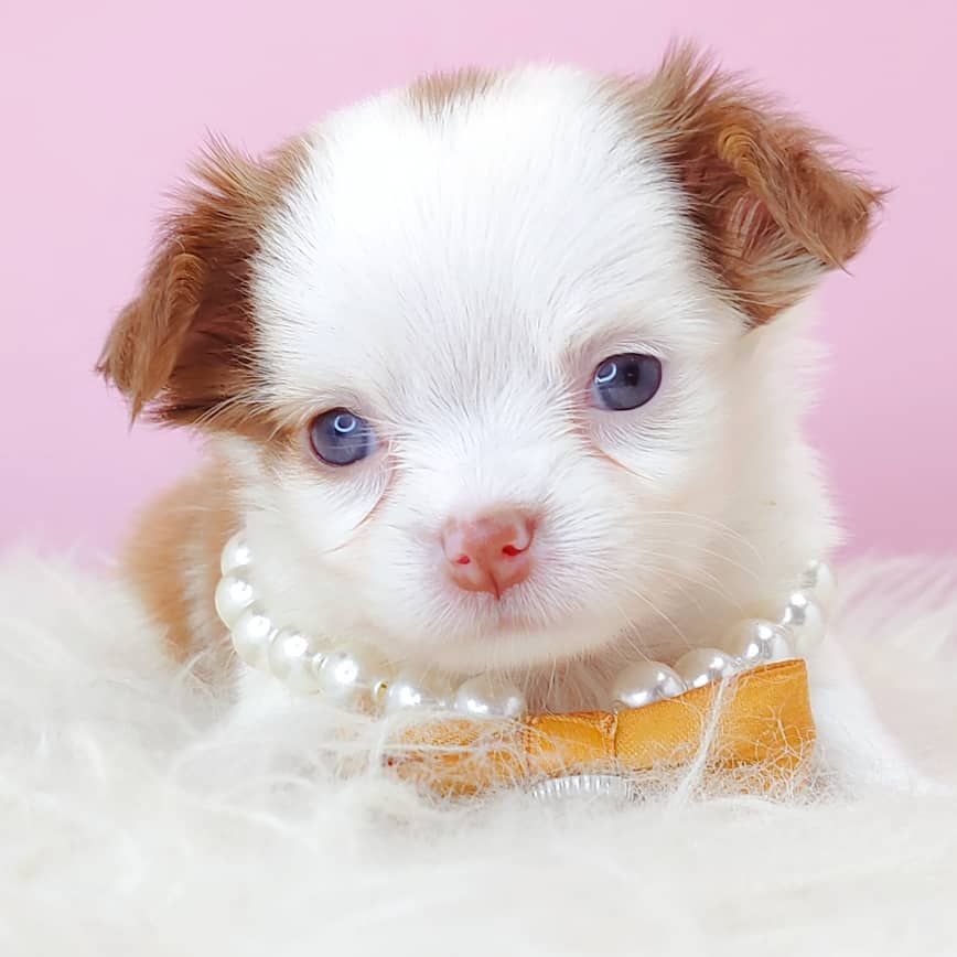Chihuahua 吉娃娃