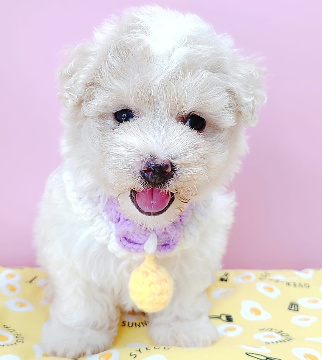 Poodle 娉拌开璐靛