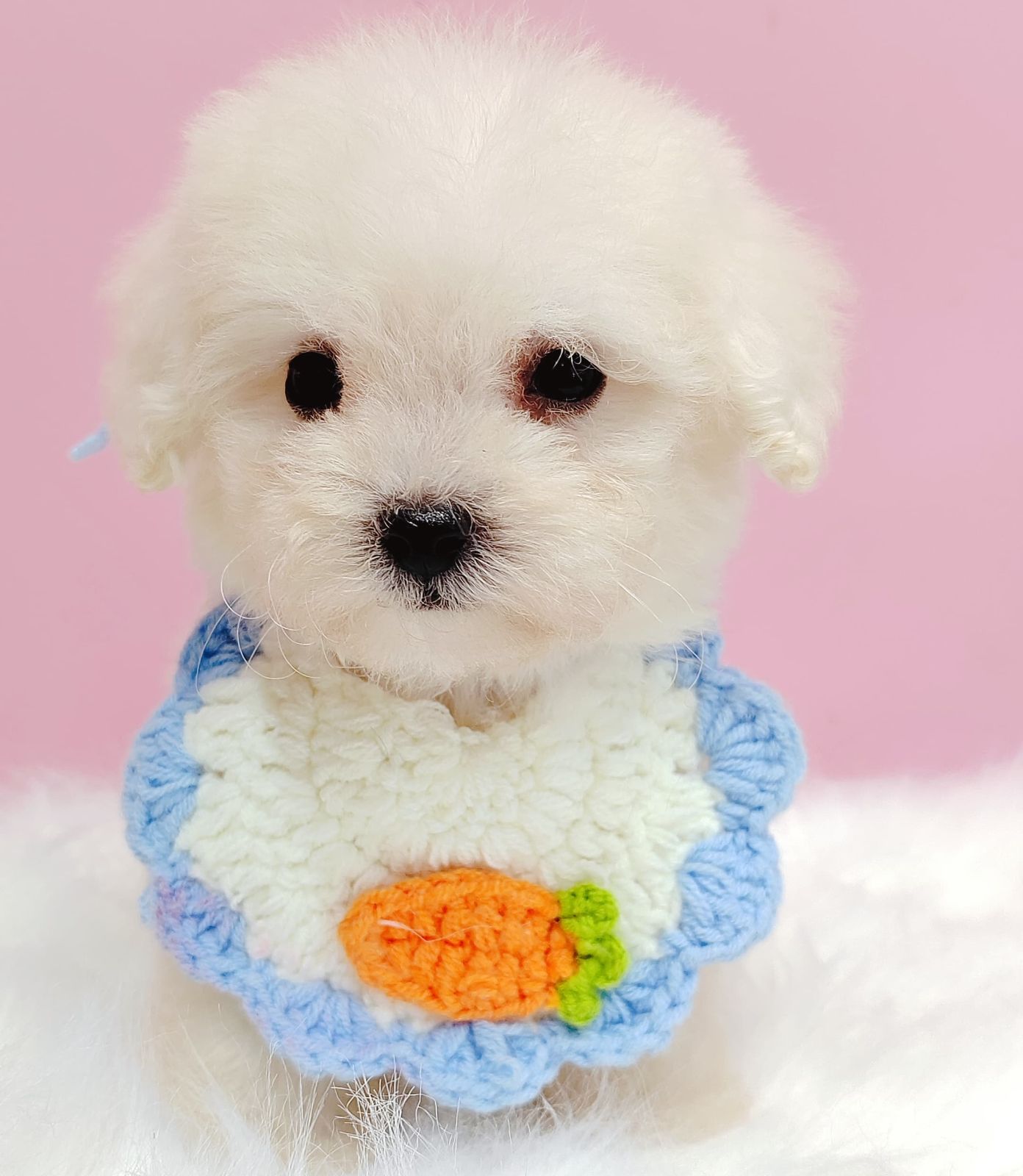 Maltipoo 马尔泰迪