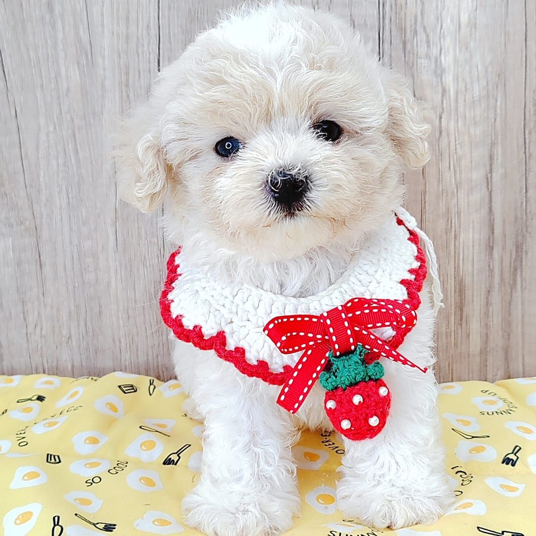 Poodle 娉拌开璐靛