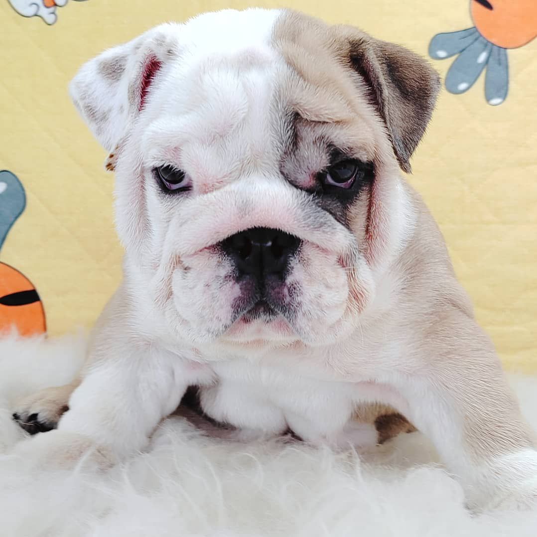 English Bulldog 英国斗牛犬