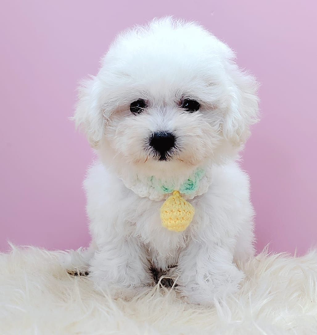 Poodle 娉拌开璐靛