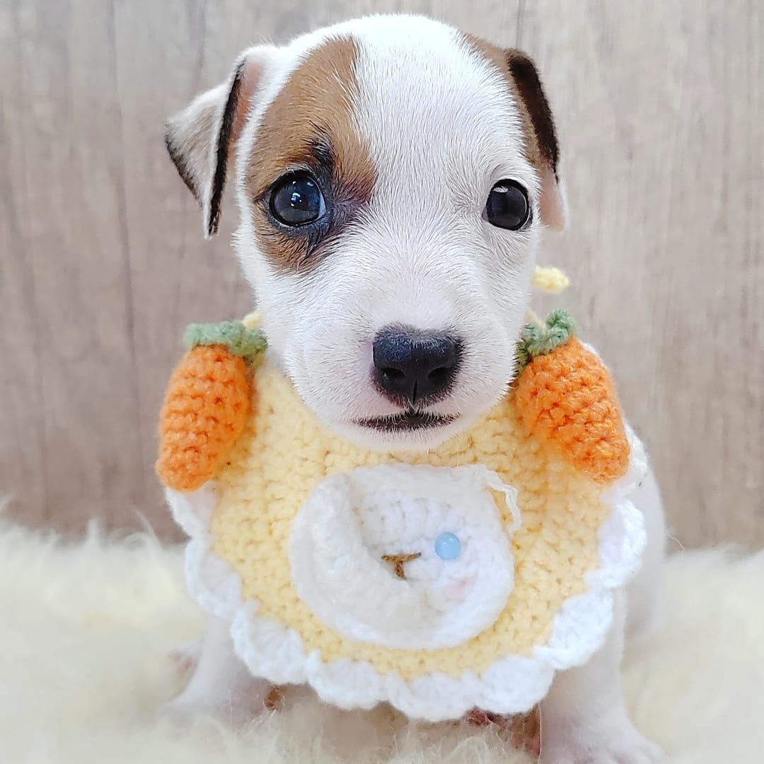 Jack Russell Terrier 杰克罗素梗