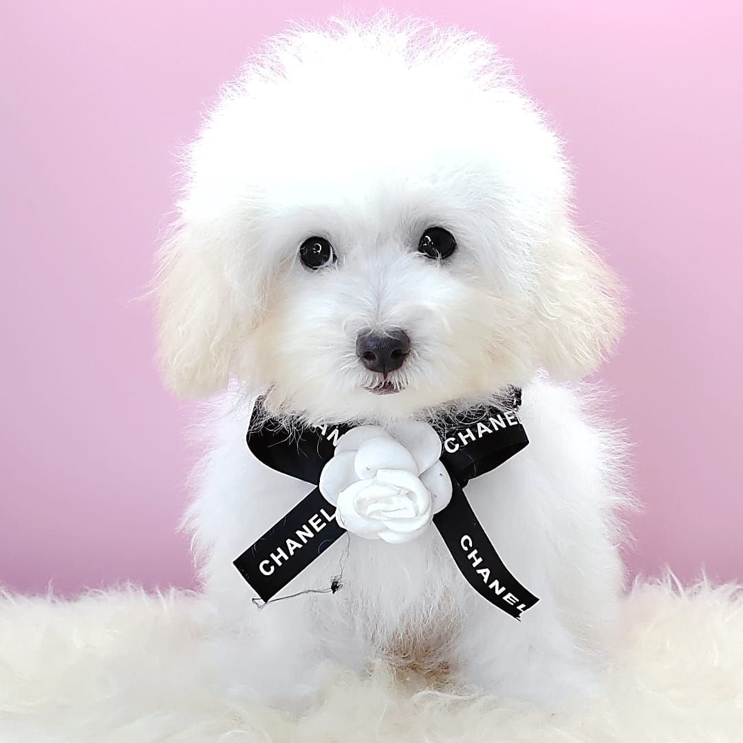 Poodle 娉拌开璐靛