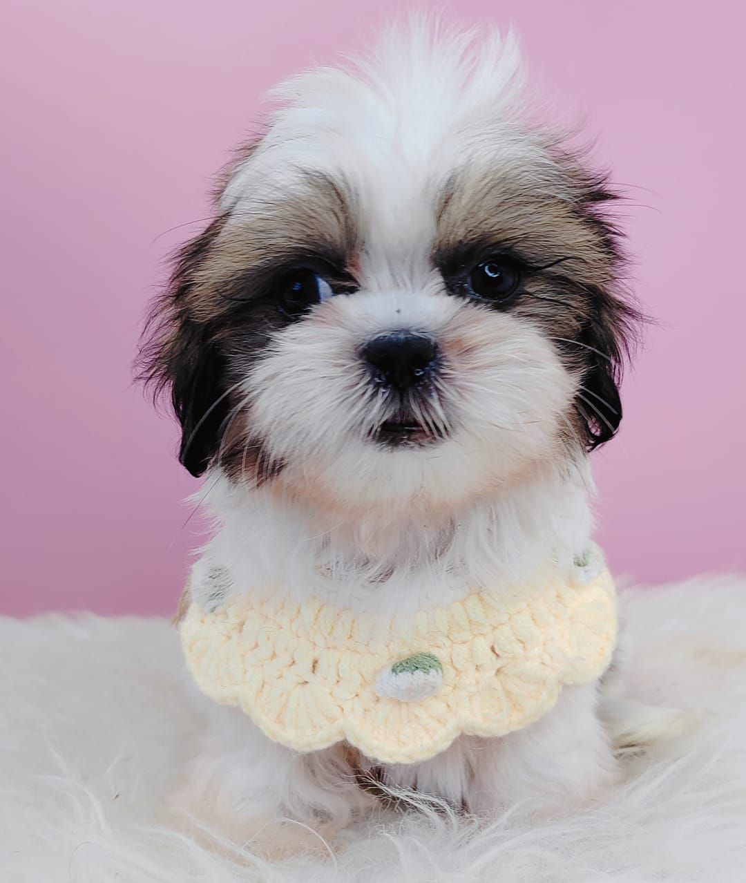 Shih Tzu 西施