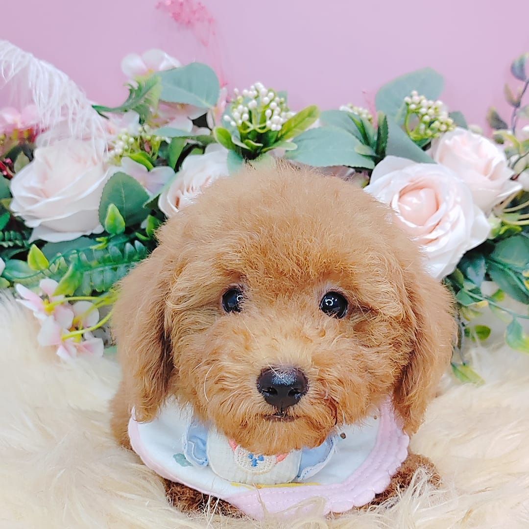  Poodle 娉拌开璐靛