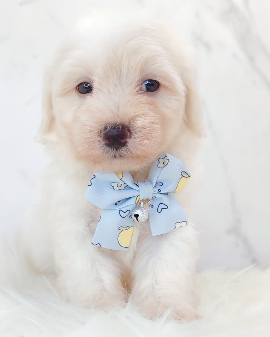 Maltipoo 马尔泰迪