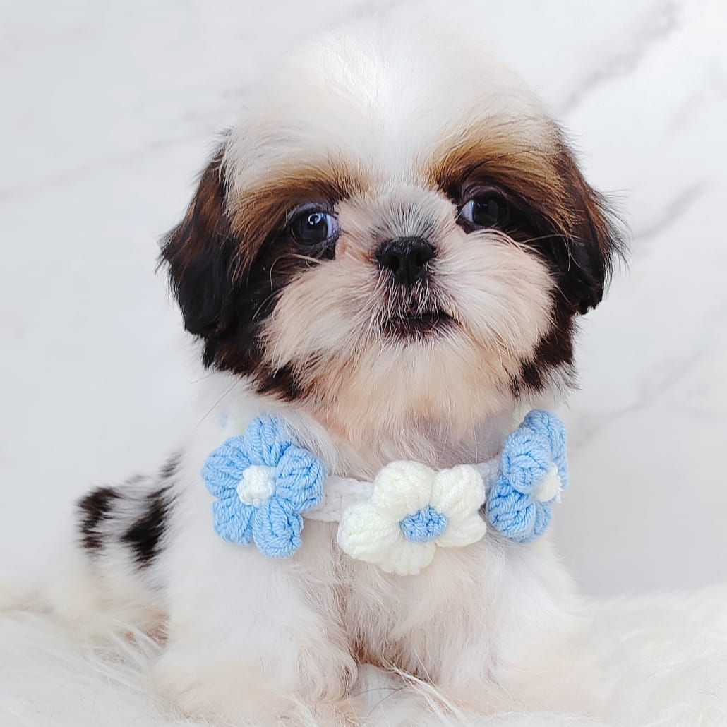 Shih Tzu 西施