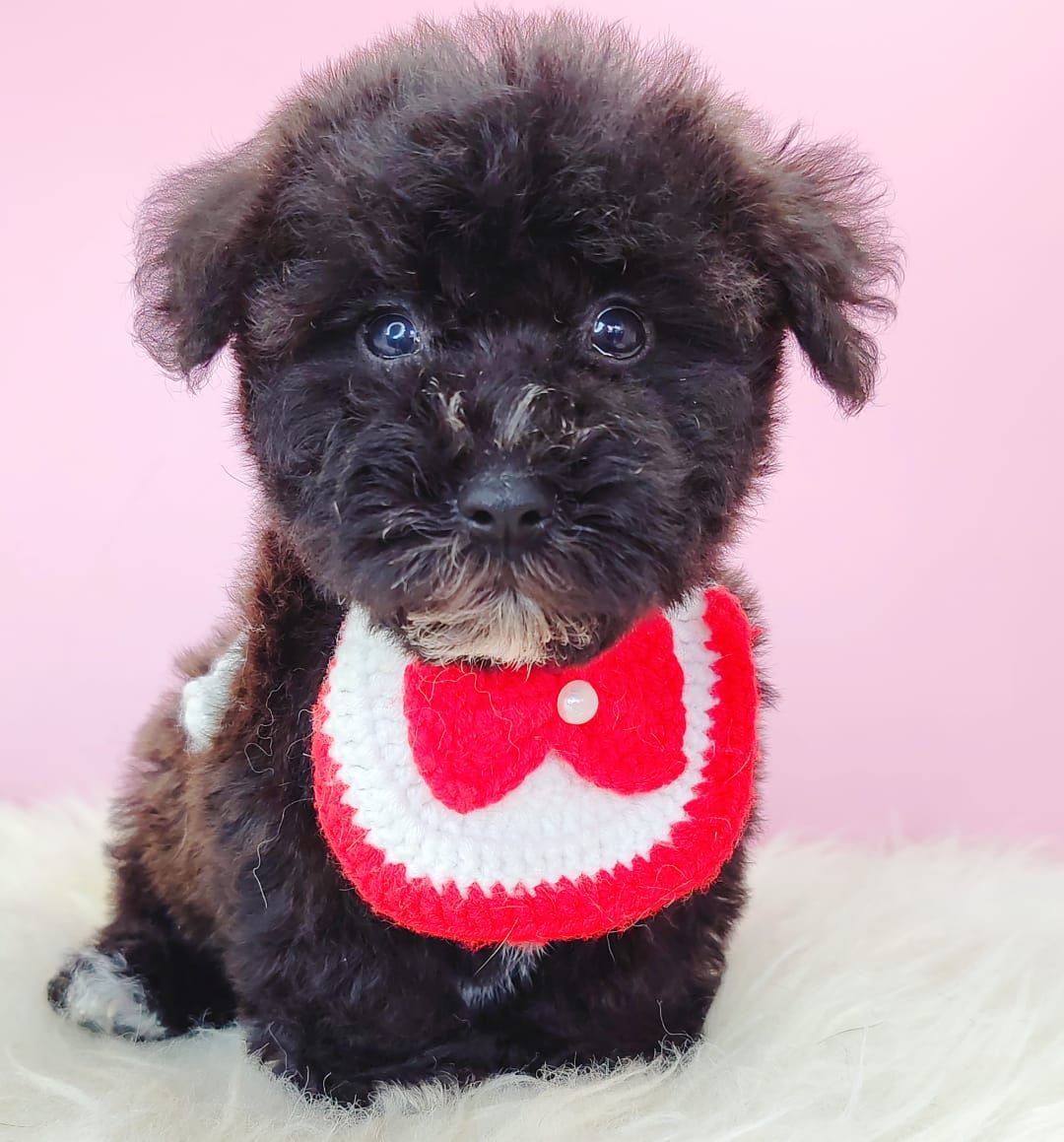 Poodle 娉拌开璐靛