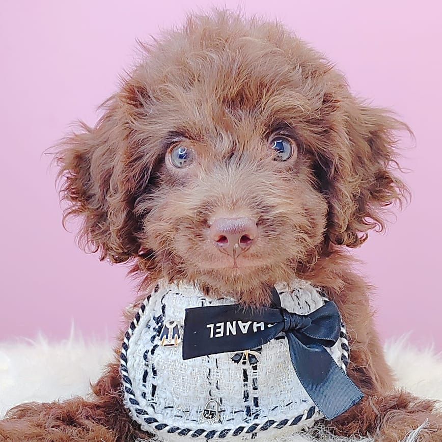 Poodle 娉拌开璐靛