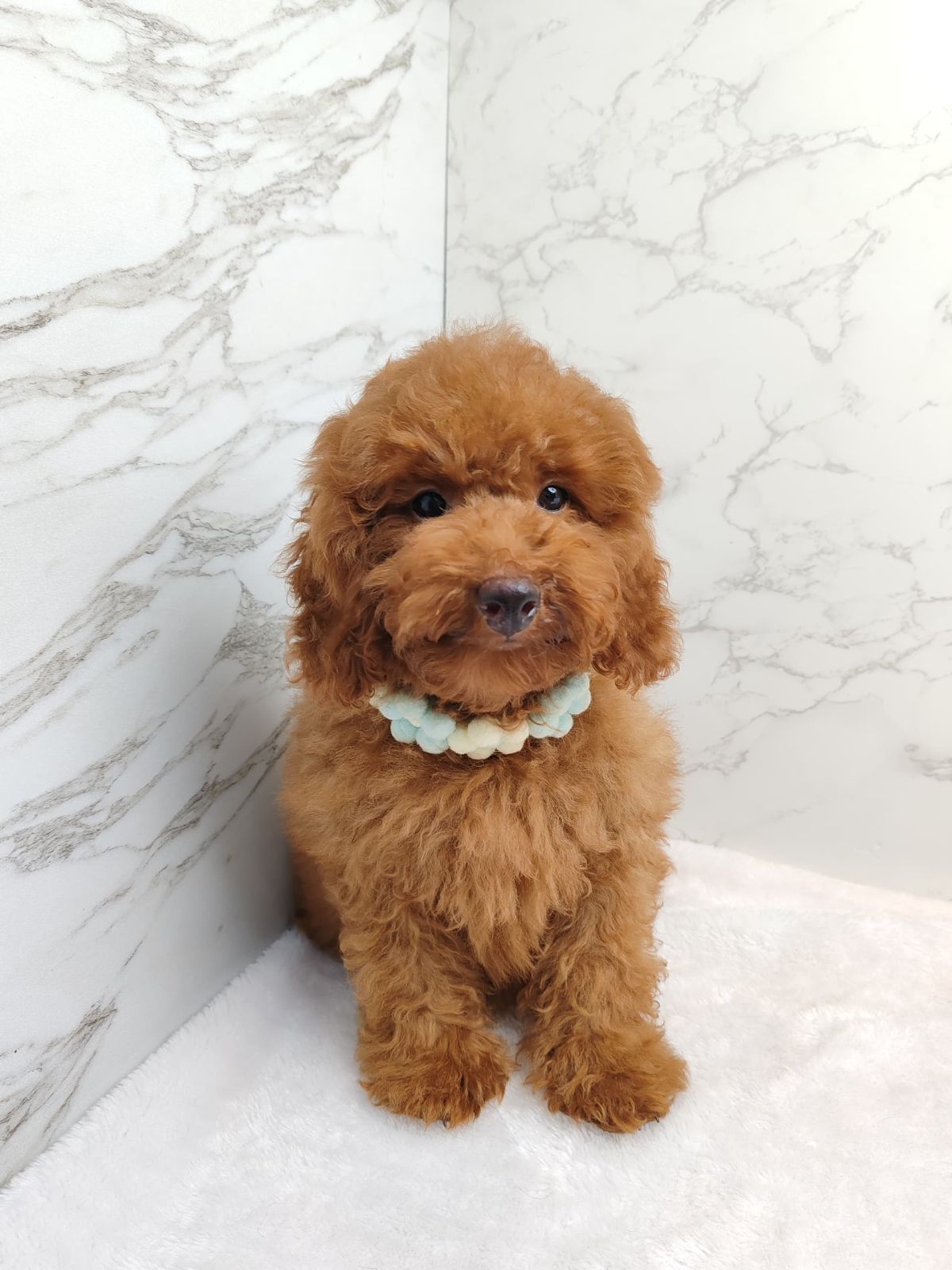 Poodle 娉拌开璐靛