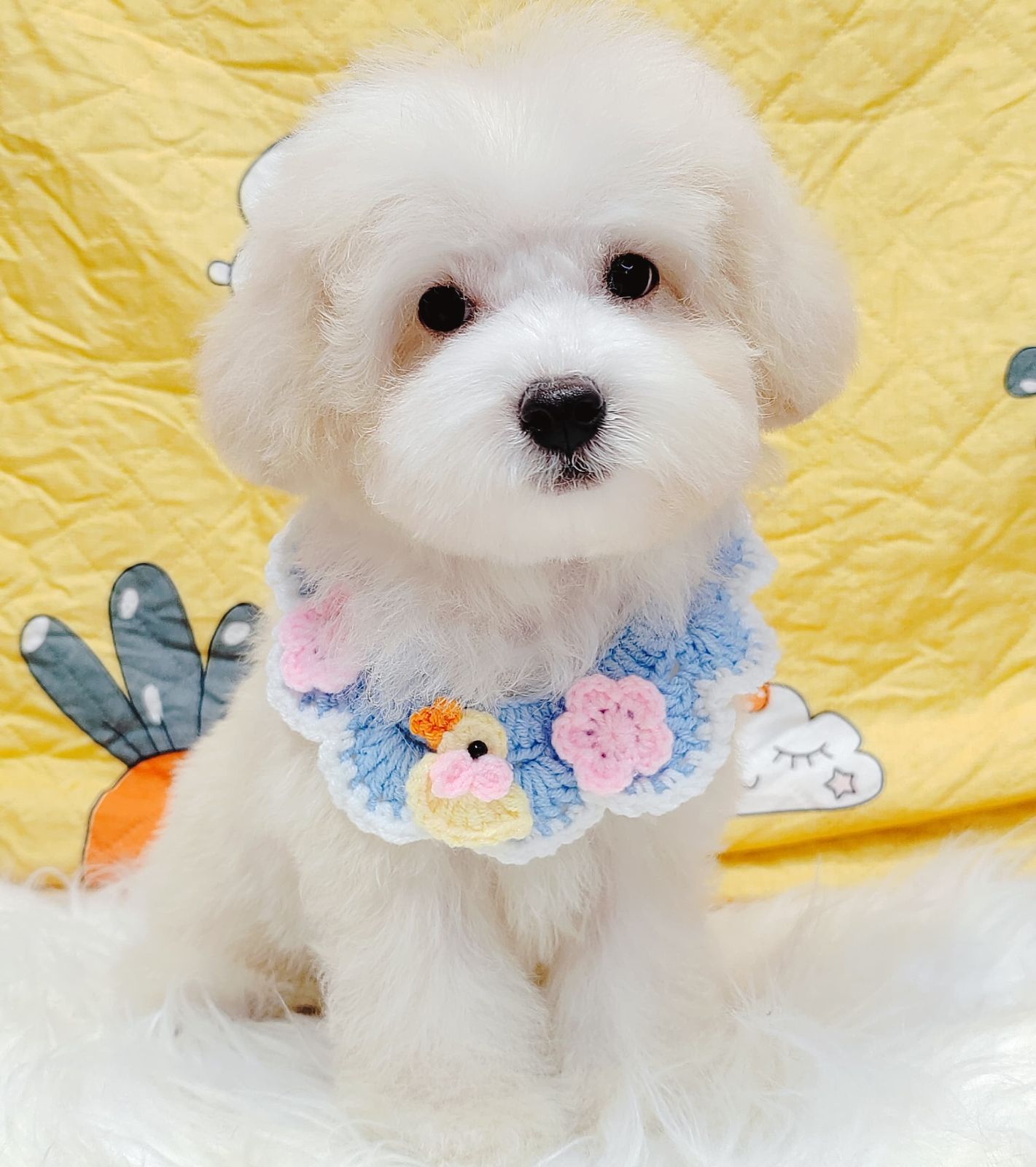 Maltipoo 马尔泰迪
