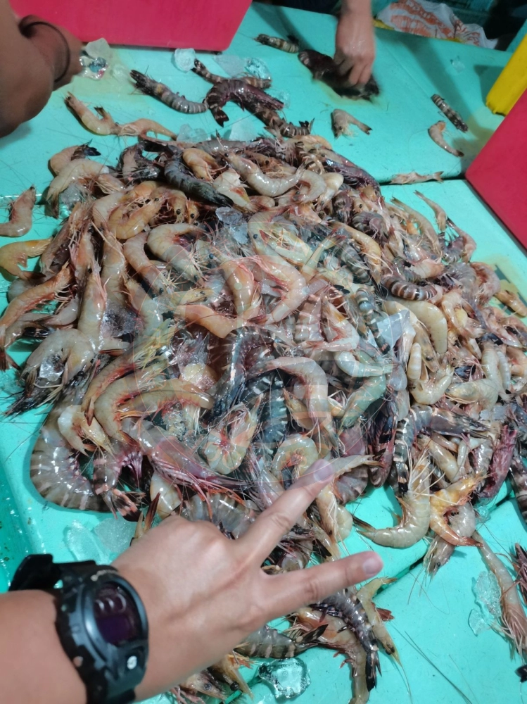 Sandakan Deep Sea Wild Grass Shrimp Size 1A 深海野生草虾Size 1A 马来西亚Supplier,  Retailer, Wholesaler