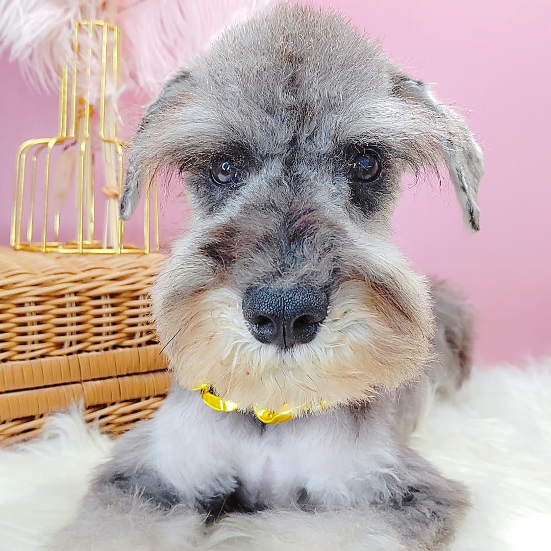 Schnauzer 雪纳瑞
