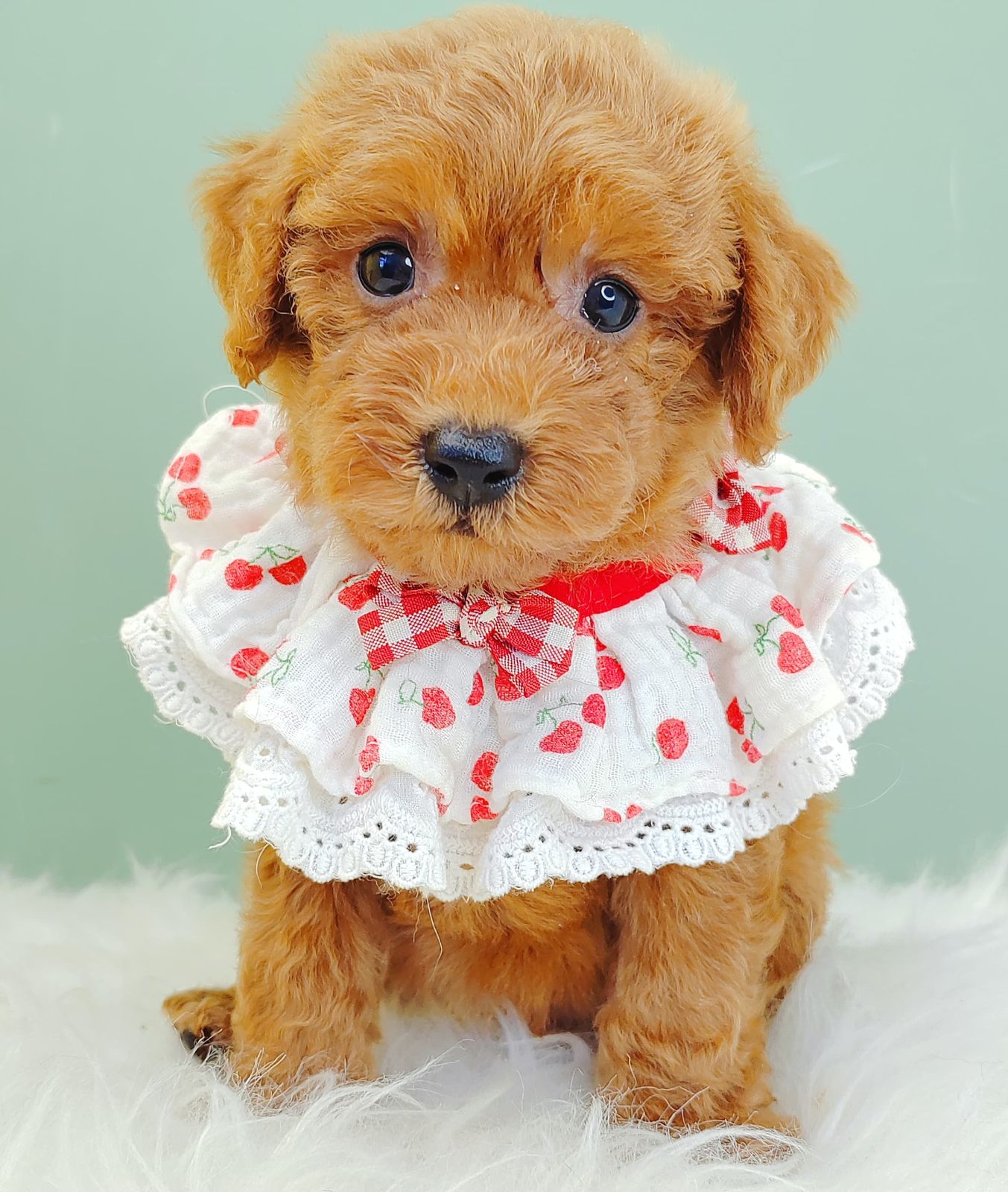 Poodle 璐靛娉拌开