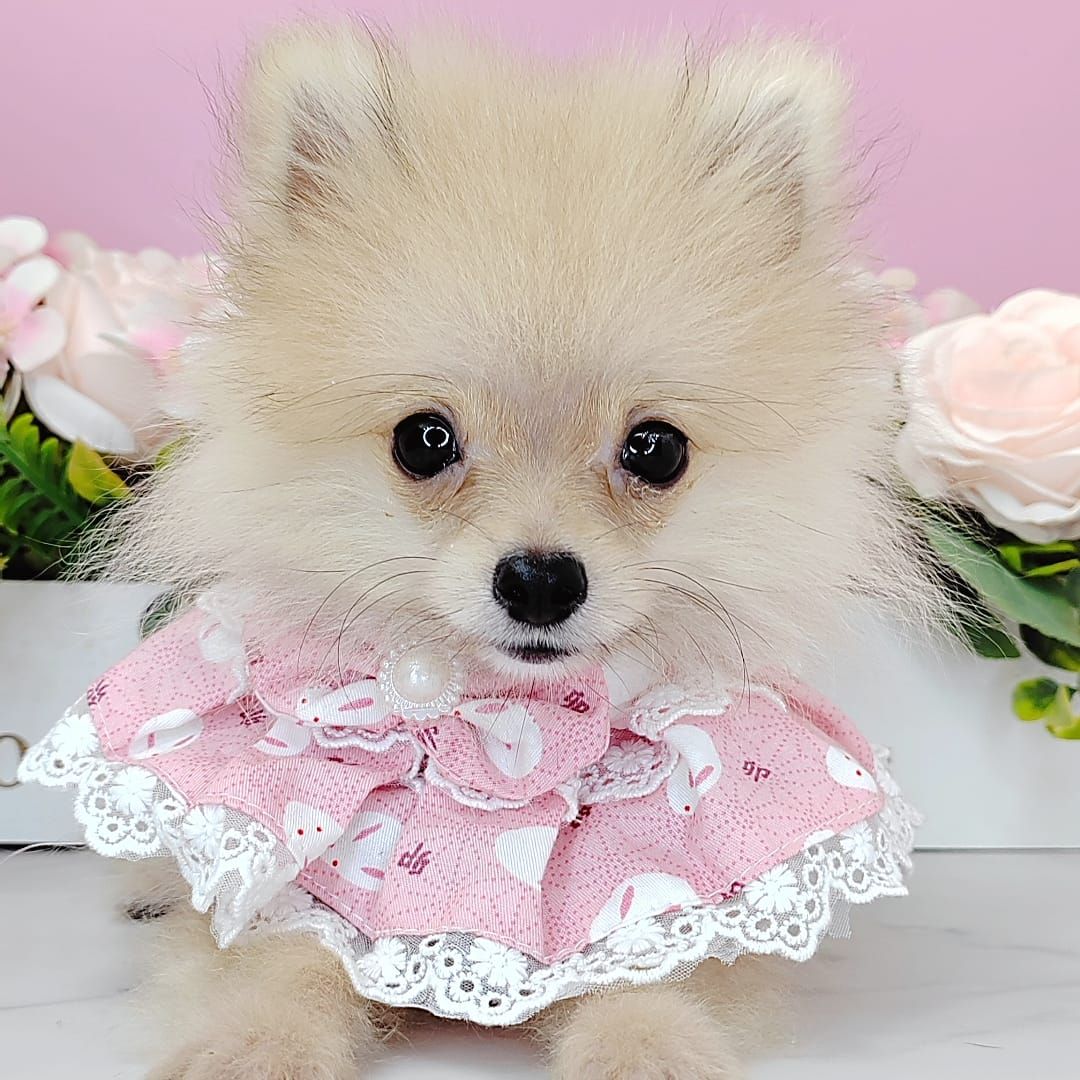Pomeranian 博美