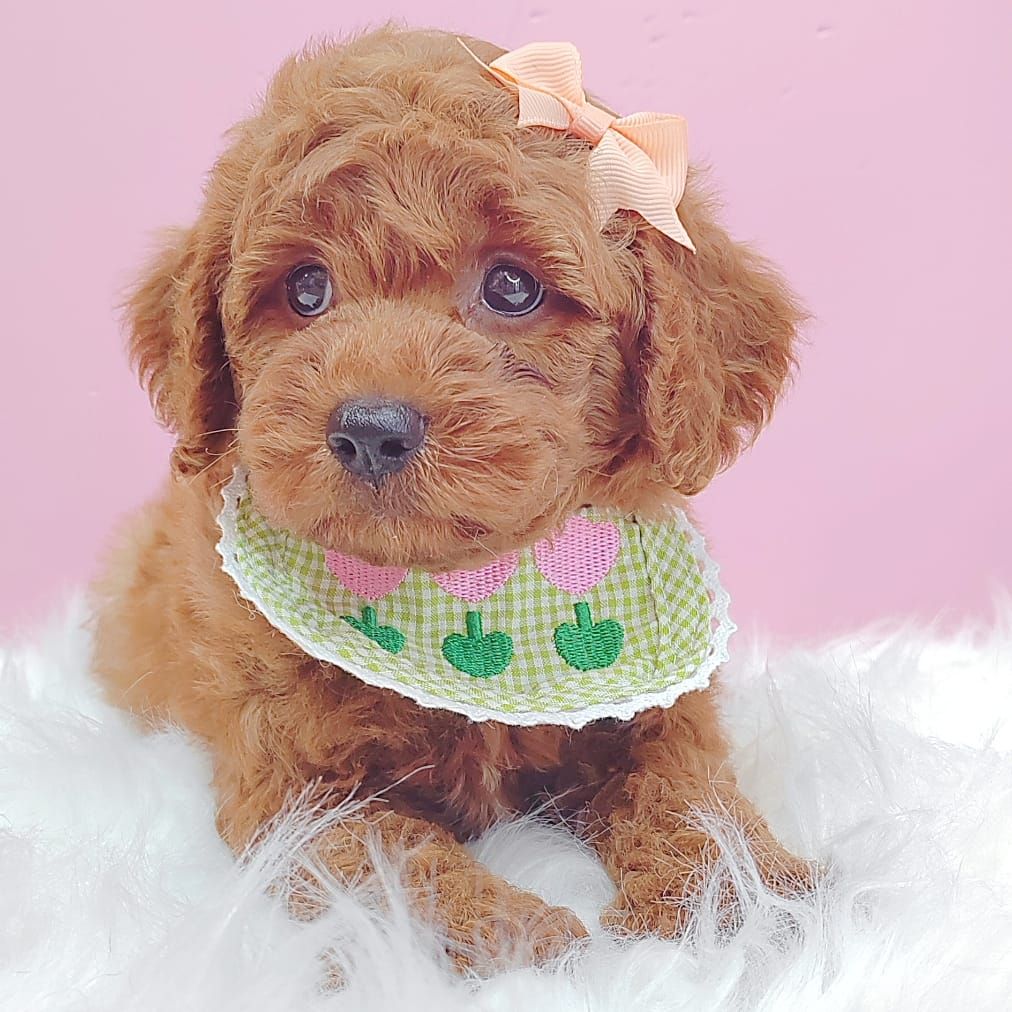Poodle 娉拌开璐靛