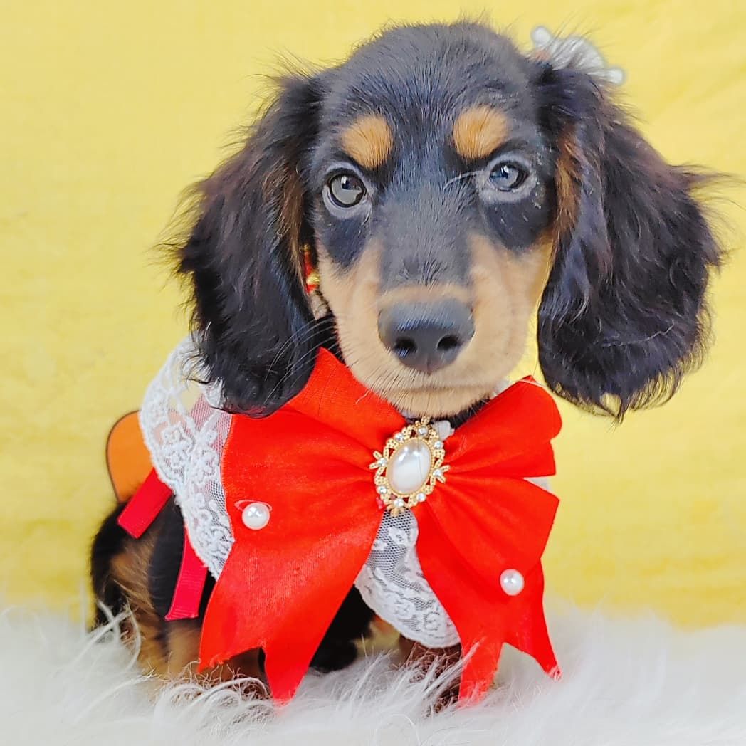 *Long coat* Dachshund  长毛腊肠犬