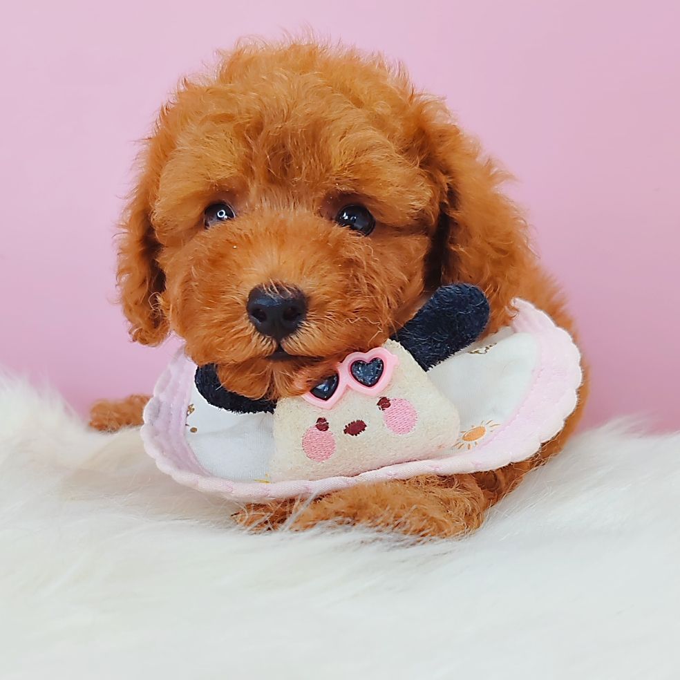 Poodle 娉拌开璐靛