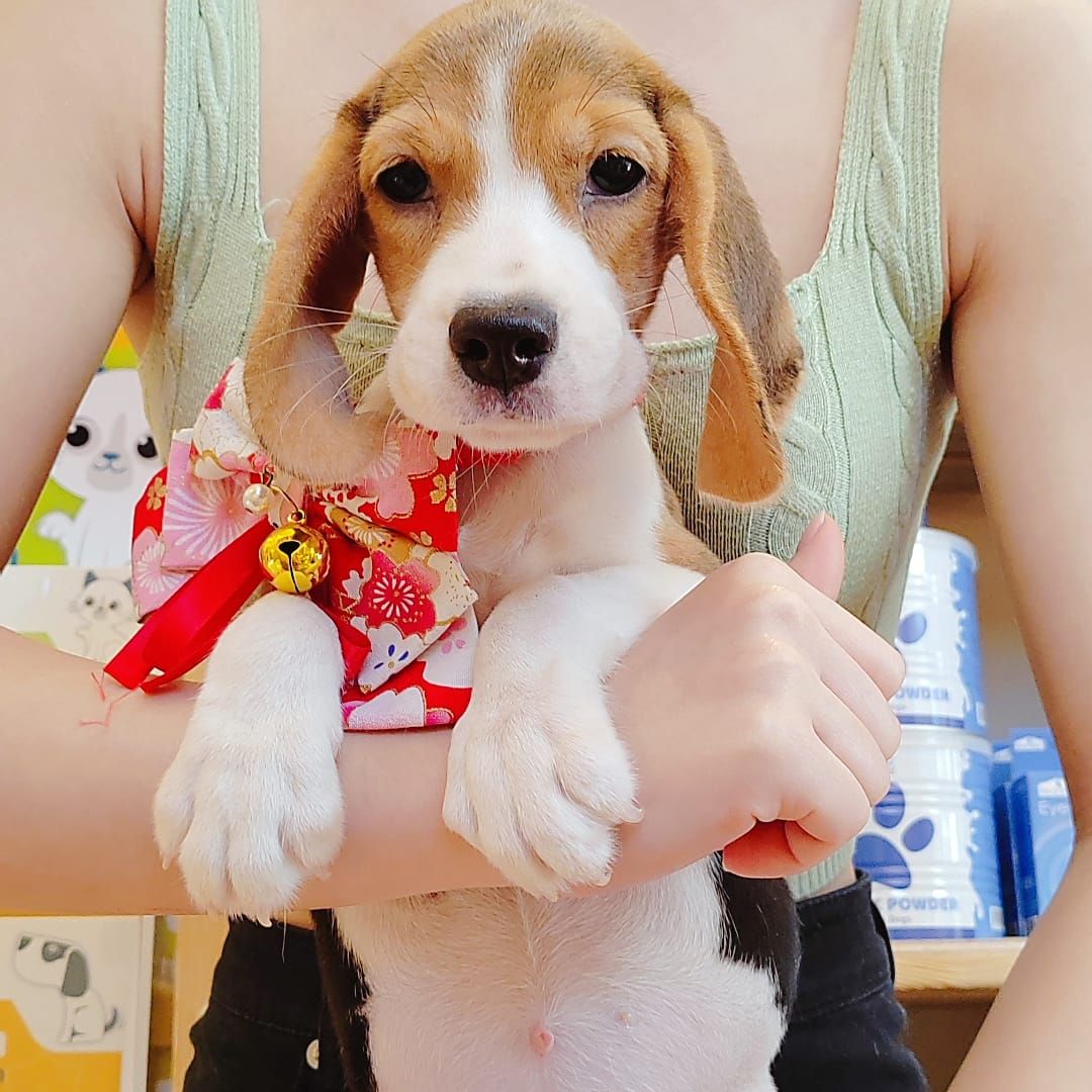 Beagle 米格鲁