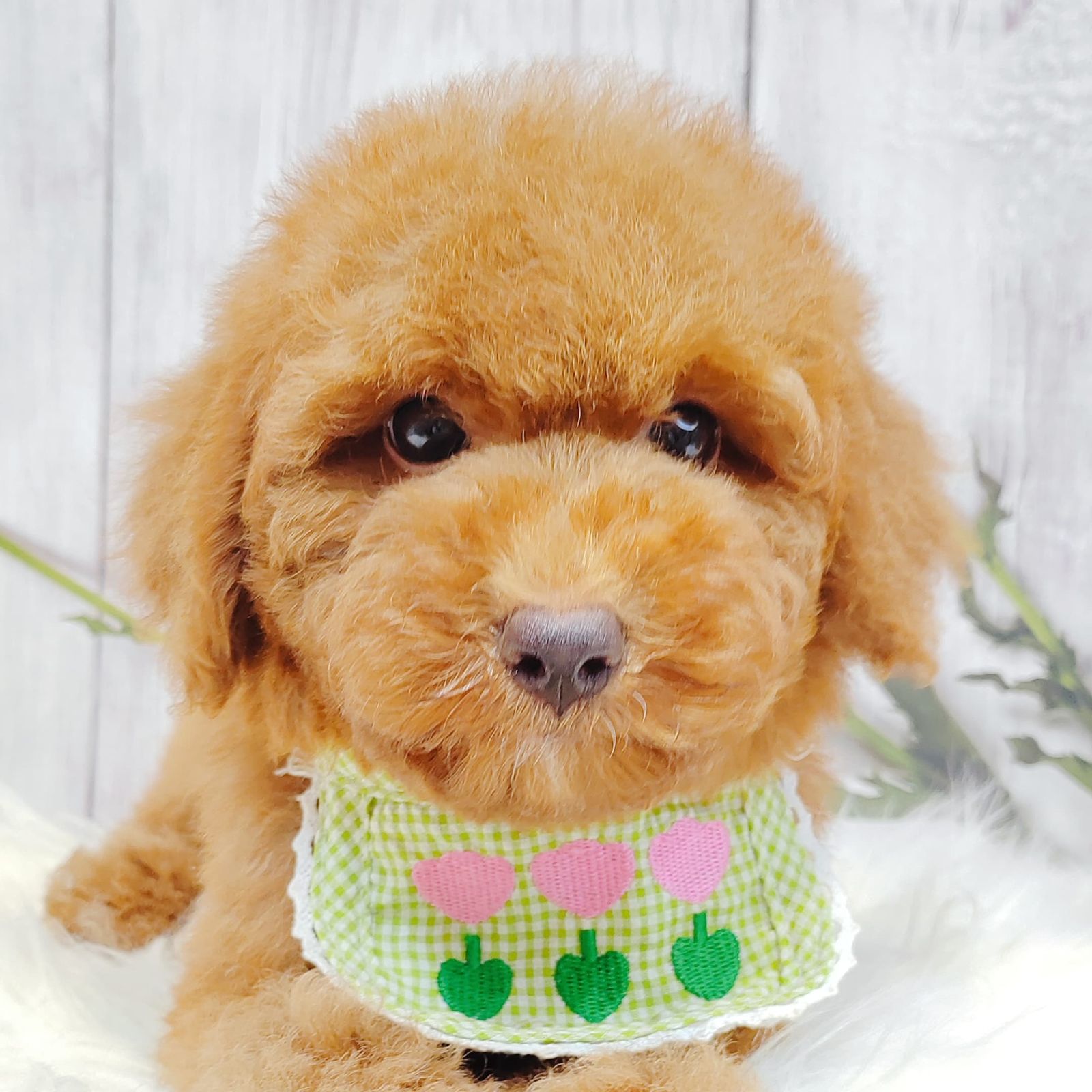 Poodle 璐靛娉拌开