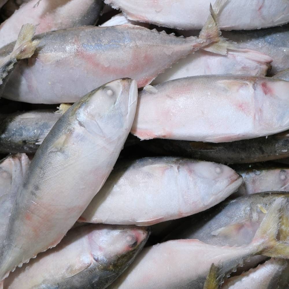 Frozen Ikan Pelaling