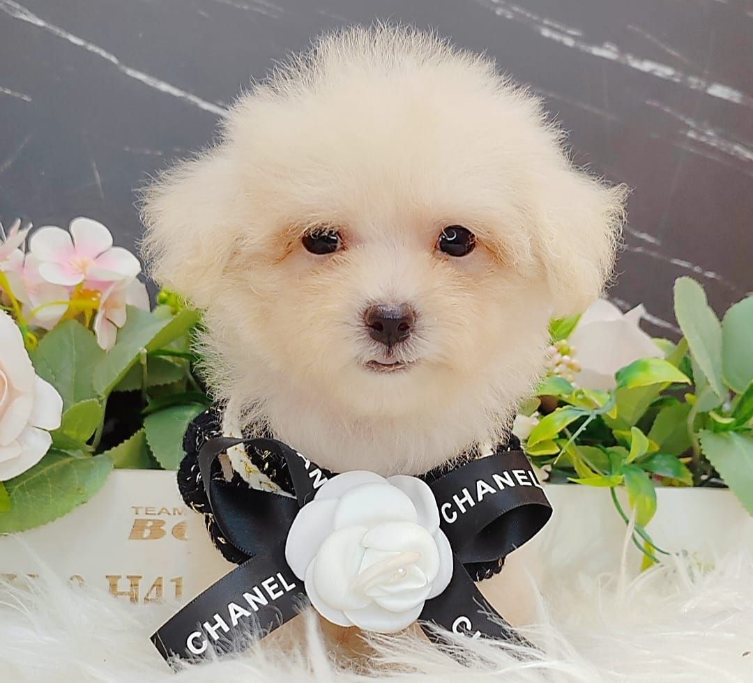 Poodle 娉拌开璐靛