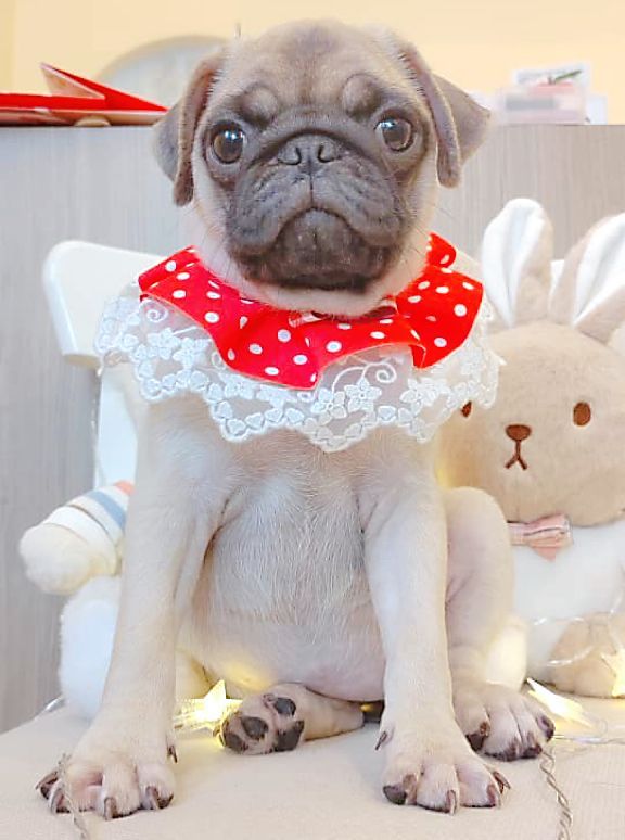 Pug 巴哥
