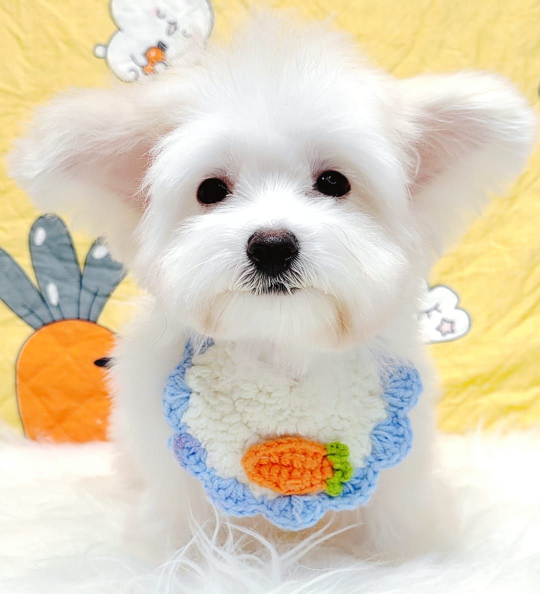 Maltese 马尔济斯