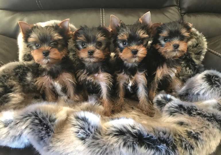 Yorkshire Terrier 约克夏